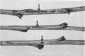 Attēlu rezultāti vaicājumam “Tranzschelia pruni-spinosae spores”