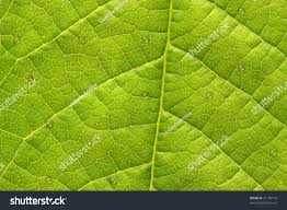 Attēlu rezultāti vaicājumam “Padus avium leaf”