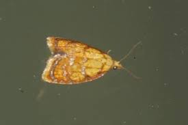 Attēlu rezultāti vaicājumam “Acleris bergmanniana”