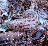 Attēlu rezultāti vaicājumam “Limax maximus”