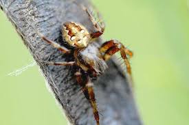 Attēlu rezultāti vaicājumam “Araneus quadratus female”