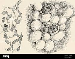 Attēlu rezultāti vaicājumam “Diderma chondrioderma spores”