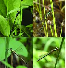 Attēlu rezultāti vaicājumam “Lestes dryas female”