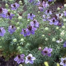 Image result for Nigella damascena