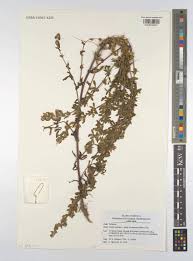 Attēlu rezultāti vaicājumam “Ononis arvensis leaf”