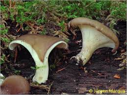 Attēlu rezultāti vaicājumam “Polyporus tubaeformis”