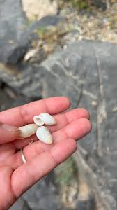Image result for mountain top seashell