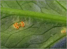 Attēlu rezultāti vaicājumam “Puccinia sessilis”