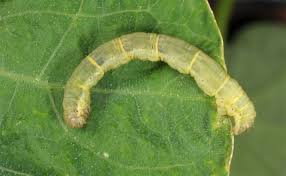 Attēlu rezultāti vaicājumam “Xanthorhoe fluctuata”