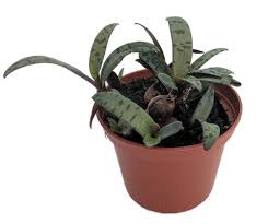 Attēlu rezultāti vaicājumam “Lycogala leopardinum sessile”