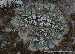 Attēlu rezultāti vaicājumam “Pertusaria albescens”