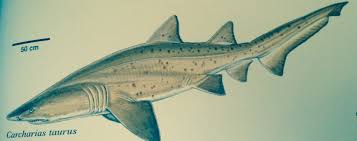 Image result for Carcharias