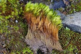 Attēlu rezultāti vaicājumam “Dicranum viride”