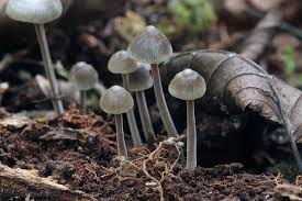 Attēlu rezultāti vaicājumam “Mycena amicta”
