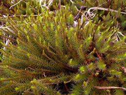 Attēlu rezultāti vaicājumam “Polytrichum commune”