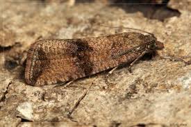 Attēlu rezultāti vaicājumam “Celypha striana”