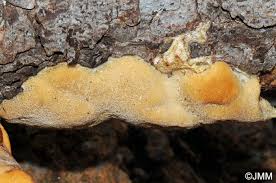 Attēlu rezultāti vaicājumam “Dichomitus campestris”