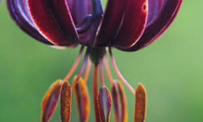 Attēlu rezultāti vaicājumam “Lilium martagon fruit”