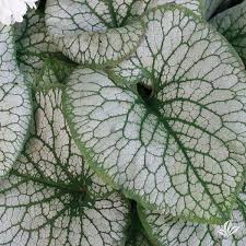 Image result for Brunnera `Jack Frost`
