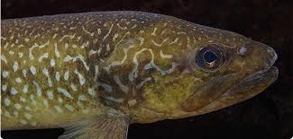 Image result for Salmo marmoratus
