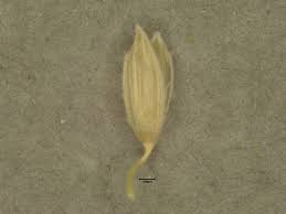 Attēlu rezultāti vaicājumam “Lophozia longiflora”