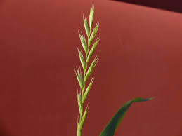 Attēlu rezultāti vaicājumam “Elytrigia repens”