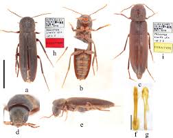 Attēlu rezultāti vaicājumam “Melandryidae”