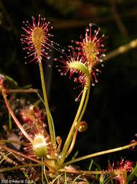 Attēlu rezultāti vaicājumam “Drosera intermedia”