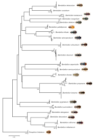 Attēlu rezultāti vaicājumam “Bembidion litorale”