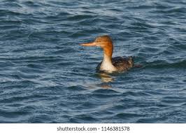 Attēlu rezultāti vaicājumam “Mergus serrator female”