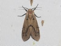 Attēlu rezultāti vaicājumam “Spilosoma sp.”