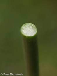 Attēlu rezultāti vaicājumam “Schoenoplectus lacustris subsp. glaucus bud”