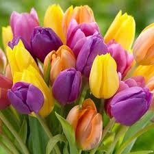 Attēlu rezultāti vaicājumam “Tulipa gesneriana”