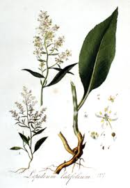 Attēlu rezultāti vaicājumam “Lepidium latifolium”