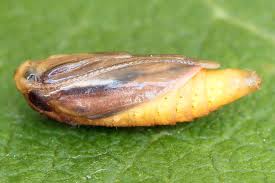 Attēlu rezultāti vaicājumam “Ypsolopha parenthesella”