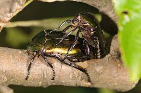 Attēlu rezultāti vaicājumam “Potosia cuprea imago”