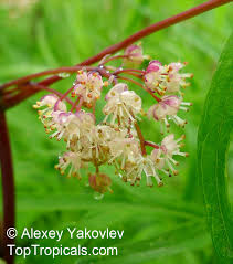Attēlu rezultāti vaicājumam “Menispermum dauricum leaf”