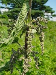 Attēlu rezultāti vaicājumam “Urtica dioica fruit”