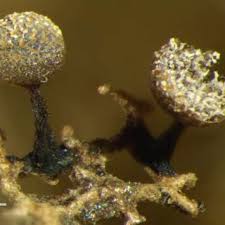 Attēlu rezultāti vaicājumam “Physarum obscurum”