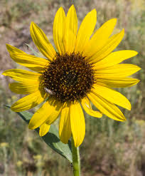 Attēlu rezultāti vaicājumam “Helianthus annuus flower”