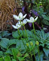 Attēlu rezultāti vaicājumam “Parnassia palustris fruit”