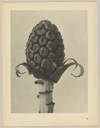 Image result for Petasites officinalis