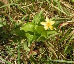 Attēlu rezultāti vaicājumam “Lysimachia thyrsiflora flower”