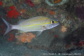 Image result for Haemulon aurolineatum