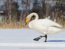Attēlu rezultāti vaicājumam “Cygnus cygnus adult”