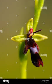 Attēlu rezultāti vaicājumam “Ophrys insectifera leaf”