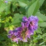 Attēlu rezultāti vaicājumam “Galega orientalis fruit”