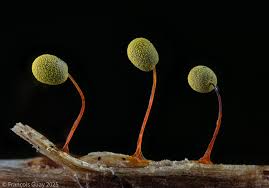 Attēlu rezultāti vaicājumam “Physarum leucopus”