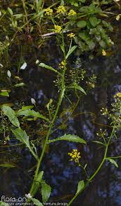Attēlu rezultāti vaicājumam “Rorippa amphibia”