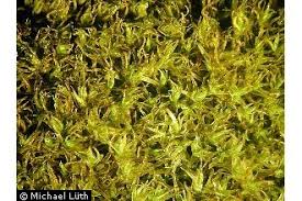 Attēlu rezultāti vaicājumam “Didymodon rigidulus”